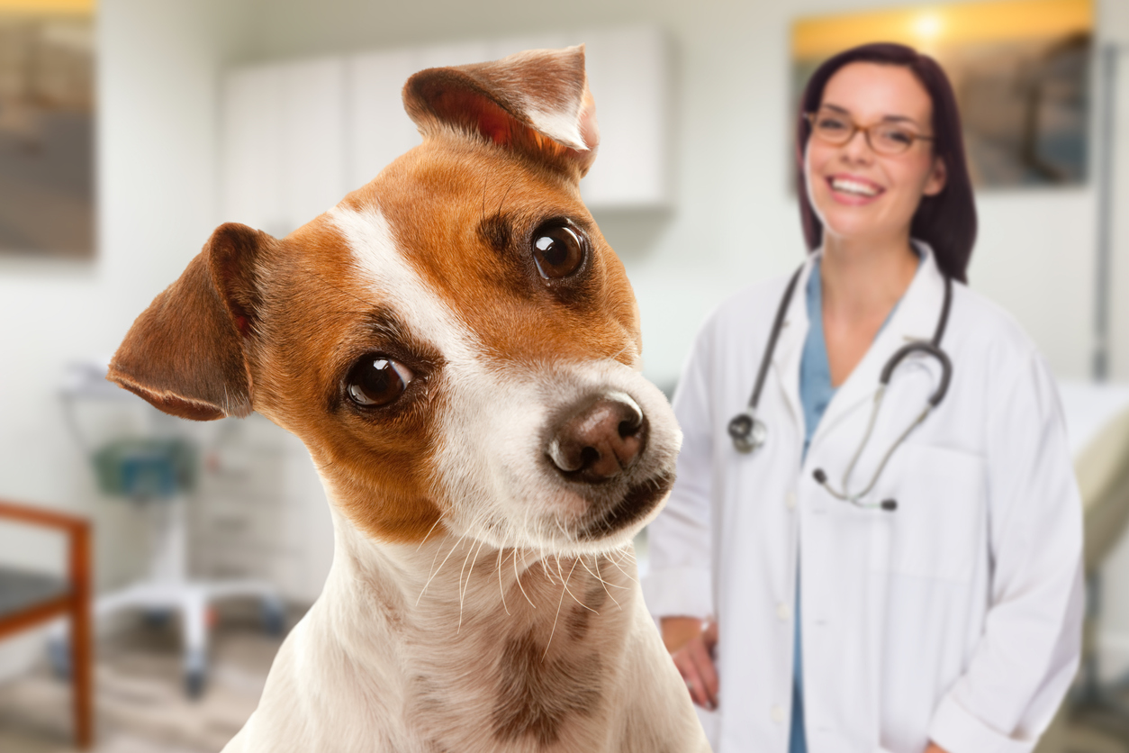 Vet Animal Dog Pet Care